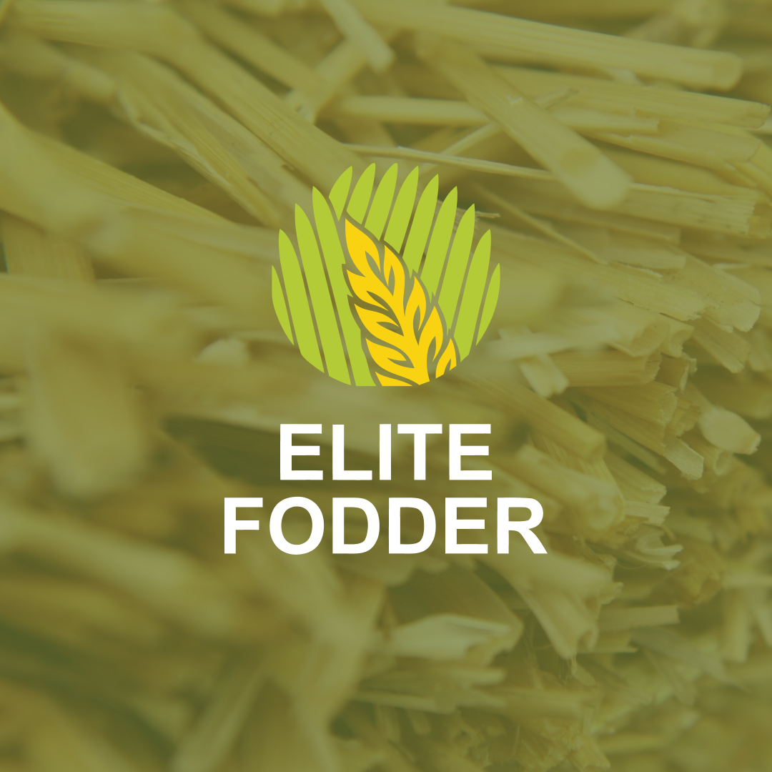 Ef Square